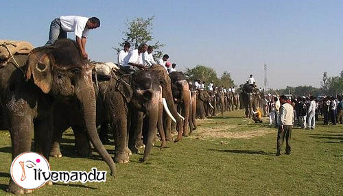 elephant race